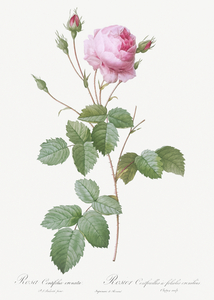 Pink provence rose