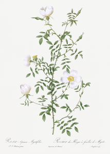 Vintage hedge rose