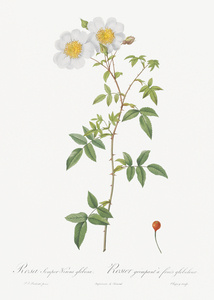 White climbing rose
