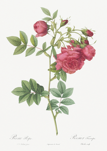 Yellow sweetbriar rose