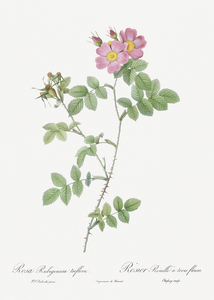 Pink sweetbriar roses
