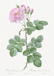 White climbing rose