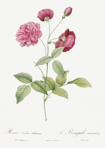 Vintage china rose
