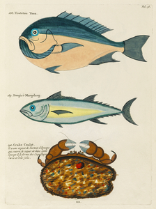 Colourful and surreal illustrations of fishes and crab found in Moluccas Indonesia and the East Indies by Louis Renard 1678 -1746 from Histoire naturelle des plus rares curiositez de la mer des Indes 1754.