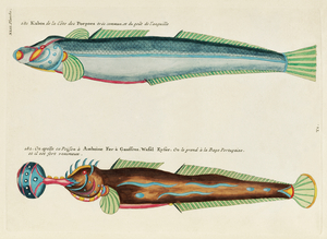 Colourful and surreal illustrations of fishes found in Moluccas Indonesia and the East Indies by Louis Renard 1678 -1746 from Histoire naturelle des plus rares curiositez de la mer des Indes 1754.