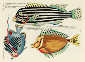Colourful and surreal illustrations of fishes found in Moluccas Indonesia and the East Indies by Louis Renard 1678 -1746 from Histoire naturelle des plus rares curiositez de la mer des Indes 1754.