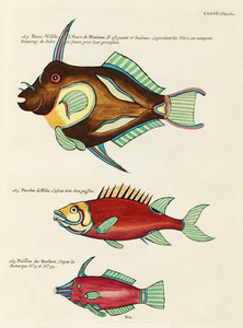 Colourful and surreal illustrations of fishes found in Moluccas Indonesia and the East Indies by Louis Renard 1678 -1746 from Histoire naturelle des plus rares curiositez de la mer des Indes 1754.