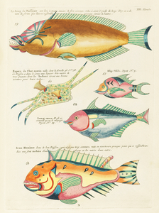 Colourful and surreal illustrations of fishes found in Moluccas Indonesia and the East Indies by Louis Renard 1678 -1746 from Histoire naturelle des plus rares curiositez de la mer des Indes 1754.
