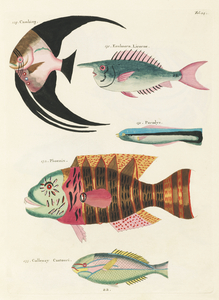 Colourful and surreal illustrations of fishes found in Moluccas Indonesia and the East Indies by Louis Renard 1678 -1746 from Histoire naturelle des plus rares curiositez de la mer des Indes 1754.