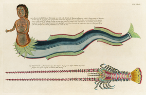 Illustrations of a siren and lobster found in the Moluccas Indonesia and the East Indies by Louis Renard 1678 -1746 from Histoire naturelle des plus rares curiositez de la mer des Indes 1754.