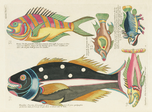 Colourful and surreal illustrations of fishes found in Moluccas Indonesia and the East Indies by Louis Renard 1678 -1746 from Histoire naturelle des plus rares curiositez de la mer des Indes 1754.