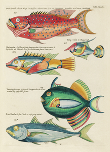 Colourful and surreal illustrations of fishes found in Moluccas Indonesia and the East Indies by Louis Renard 1678 -1746 from Histoire naturelle des plus rares curiositez de la mer des Indes 1754.