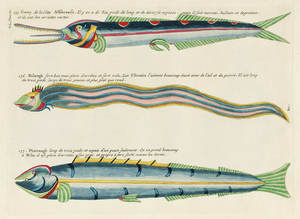 Illustrations of a siren and lobster found in the Moluccas Indonesia and the East Indies by Louis Renard 1678 -1746 from Histoire naturelle des plus rares curiositez de la mer des Indes 1754.