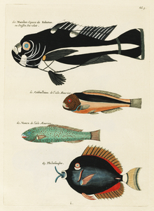 Colourful and surreal illustrations of fishes found in Moluccas Indonesia and the East Indies by Louis Renard 1678 -1746 from Histoire naturelle des plus rares curiositez de la mer des Indes 1754.