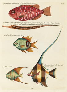 Colourful and surreal illustrations of fishes found in Moluccas Indonesia and the East Indies by Louis Renard 1678 -1746 from Histoire naturelle des plus rares curiositez de la mer des Indes 1754.