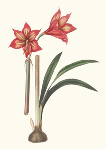 Amaryllis Correiensis. 1834