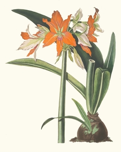 Amaryllis Fulgida 1834