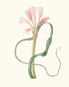 Amaryllis Longifolia Glauca 1834