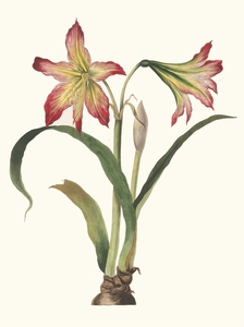 Amaryllis Psittacina 1834