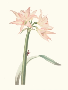 Amaryllis Pulverulenta 1834