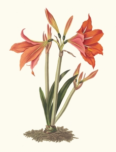Amaryllis Reginaæ [Mexican Lily Amaryllis] 1834