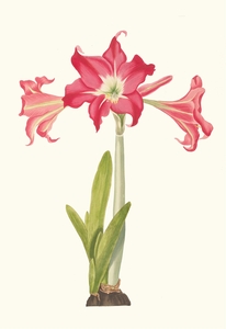 Amaryllis Solandriflora Var. Or Amaryllis Johnsoni 1834
