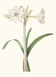 Amaryllis Solandriflora Var. 1834