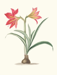 Amryllis Platypetala. 1834