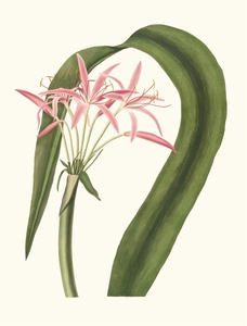 Crinum Cruentum 1834