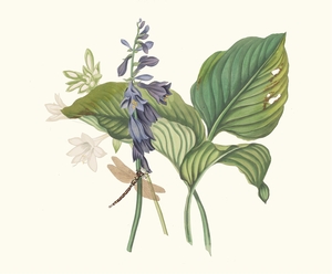 Hemerecalliscarulea Hemerecallis Japonica 1834