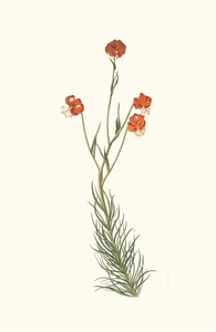Lilium Pyrenaicum 1834
