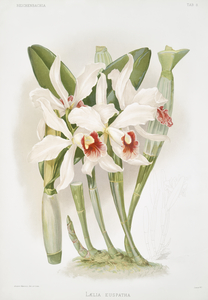 Laelia euspatha from Reichenbachia Orchids 1888-1894 illustrated by Frederick Sander 1847-1920. 