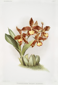 Odontoglossum insleayi splendens from Reichenbachia Orchids 1888-1894 illustrated by Frederick Sander 1847-1920. 