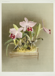Lælia præstans from Reichenbachia Orchids 1888-1894 illustrated by Frederick Sander 1847-1920. 