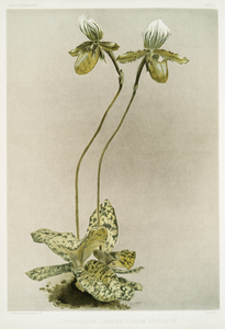 Cypripedium lawrenceanum hyeanum from Reichenbachia Orchids 1888-1894 illustrated by Frederick Sander 1847-1920. 