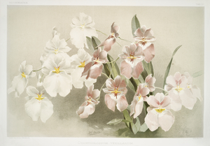 Odontoglossum vexillarium from Reichenbachia Orchids 1888-1894 illustrated by Frederick Sander 1847-1920. 