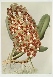 Catasetum bungerothii from Reichenbachia Orchids 1888-1894 illustrated by Frederick Sander 1847-1920. 