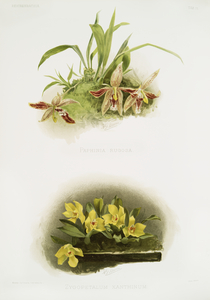 Paphinia rugosa Zygopetalum xanthinum from Reichenbachia Orchids 1888-1894 illustrated by Frederick Sander 1847-1920. 