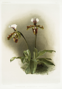 Cypripedium lathamianum inversum from Reichenbachia Orchids 1888-1894 illustrated by Frederick Sander 1847-1920. 