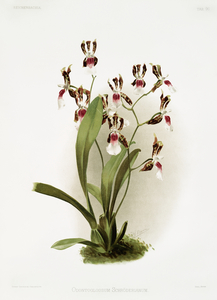 Odontoglossum schröderianum from Reichenbachia Orchids 1888-1894 illustrated by Frederick Sander 1847-1920. 