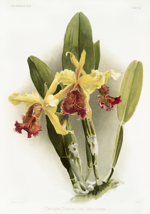 Cypripedium hybridum laucheanum cypripedium hybridum eyermanianum from Reichenbachia Orchids 1888-1894 illustrated by Frederick Sander 1847-1920. 