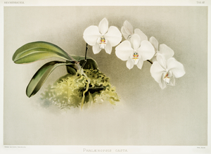Phalænopsis casta from Reichenbachia Orchids 1888-1894 illustrated by Frederick Sander 1847-1920. 