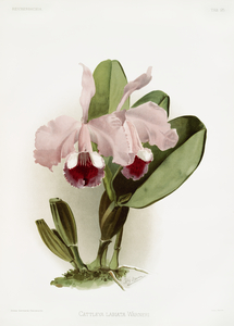 Cattleya labiata warneri from Reichenbachia Orchids 1888-1894 illustrated by Frederick Sander 1847-1920. 