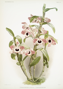 Dendrobium noile sanderianum from Reichenbachia Orchids 1888-1894 illustrated by Frederick Sander 1847-1920. 