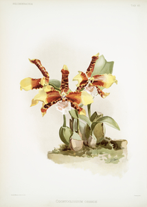 Odontoglossum grande from Reichenbachia Orchids 1888-1894 illustrated by Frederick Sander 1847-1920. 