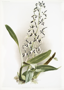 Epidendrum prismatocarpum from Reichenbachia Orchids 1888-1894 illustrated by Frederick Sander 1847-1920. 