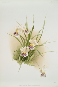Miltonia phalænopsis from Reichenbachia Orchids 1888-1894 illustrated by Frederick Sander 1847-1920. 