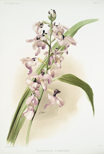 Lissochilus giganteus from Reichenbachia Orchids 1888-1894 illustrated by Frederick Sander 1847-1920. 