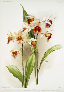 Hybrid of Phaius and Amabilis Phaius hybridus amabilis and Hybrid of Phaius and marthiæ Marthi phaius hybridus marthiæ from Reichenbachia Orchids 1888-1894 illustrated by Frederick Sander 1847-1920. 