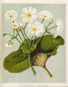 Sarah Featon 033
